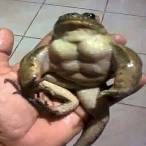 Meet your Posher, Lucas